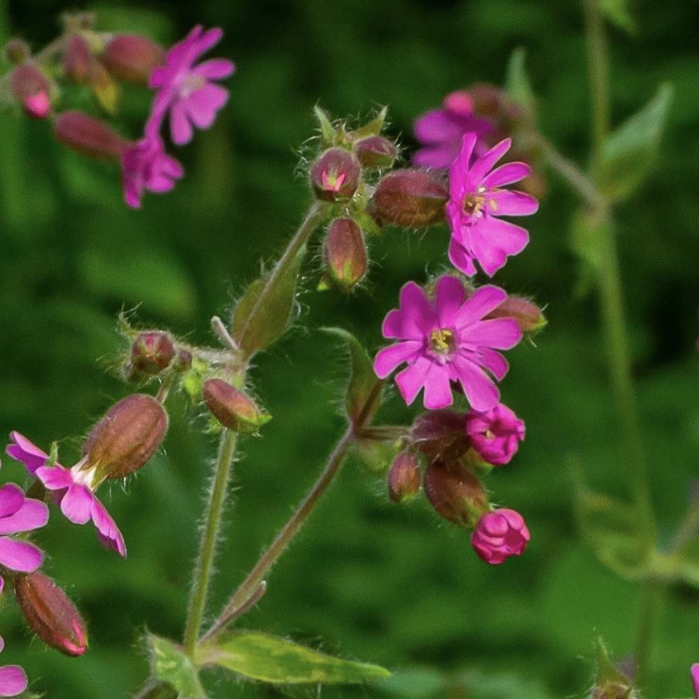 Dagkoekoeksbloem (biologisch)