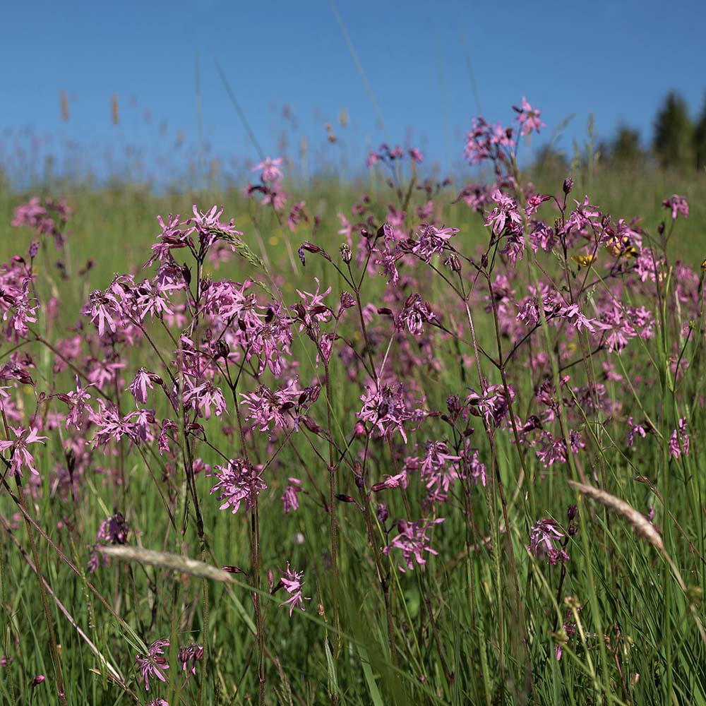 Echte koekoeksbloem (biologisch)