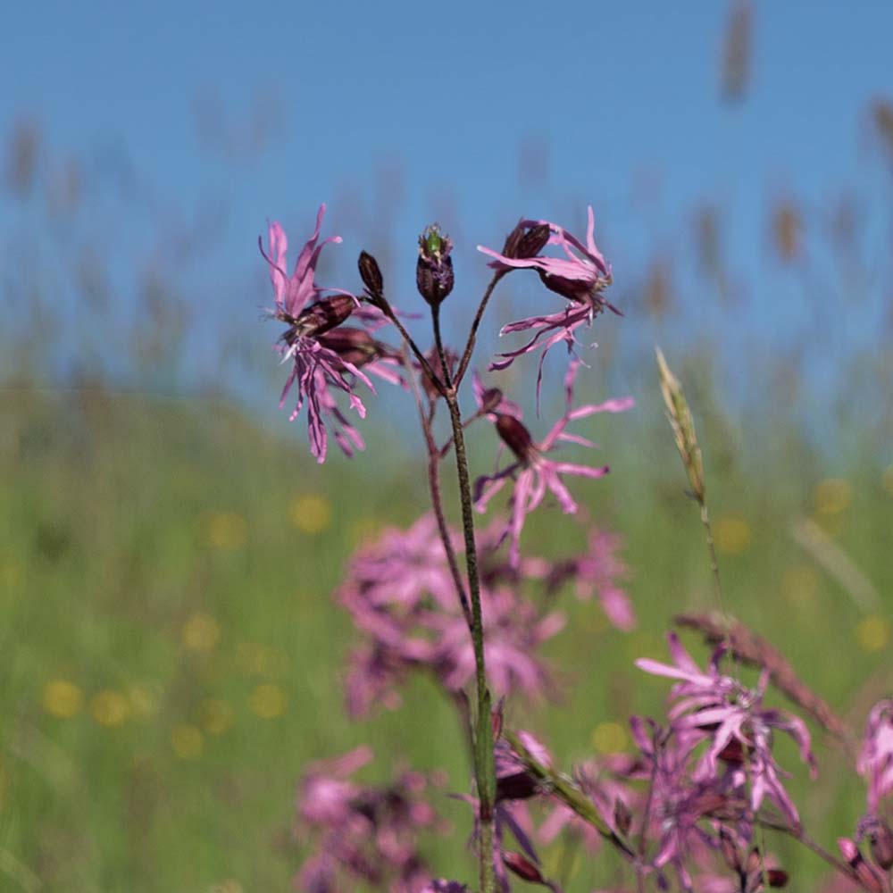 Echte koekoeksbloem (biologisch)