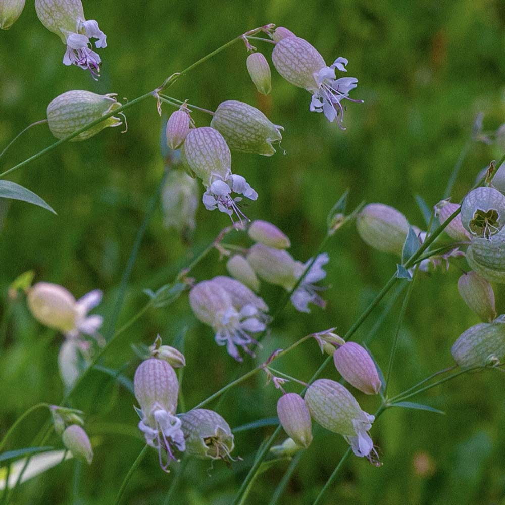 Blaassilene (biologisch)