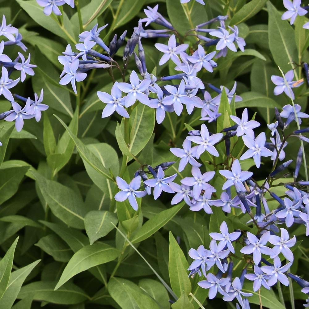 Blauwe ster - Blue Ice (biologisch)