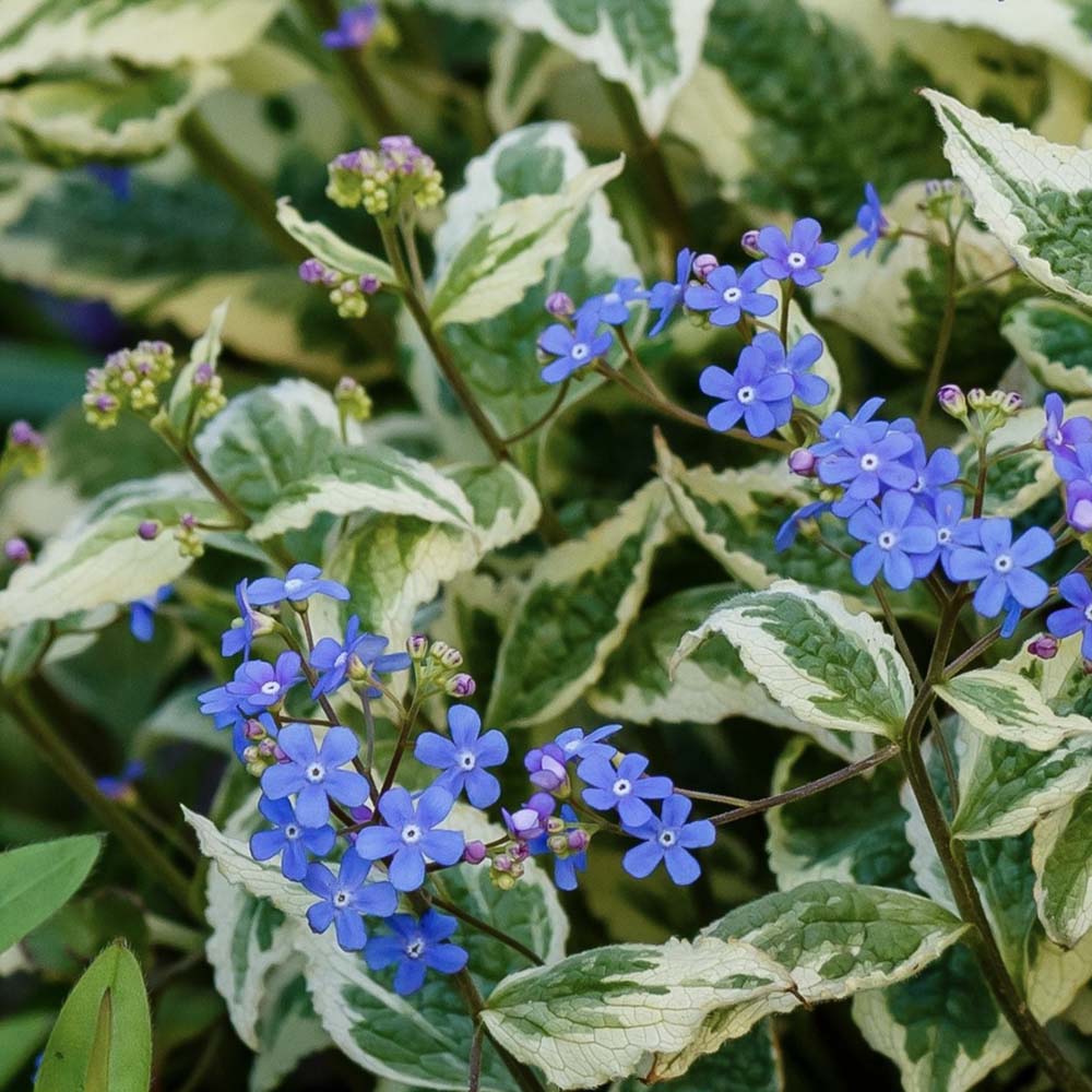 Kaukasische vergeet-me-nietje (biologisch)