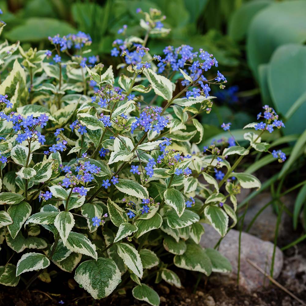 Kaukasische vergeet-me-nietje (biologisch)