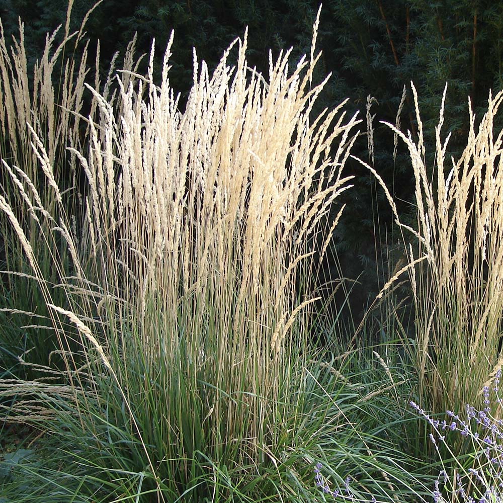 Struisriet Karl Foerster (biologisch)