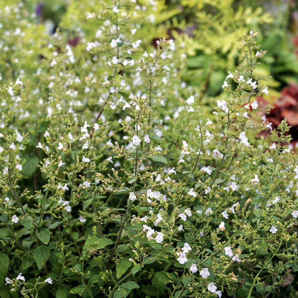 Bergsteentijm Marvelette White (biologisch)