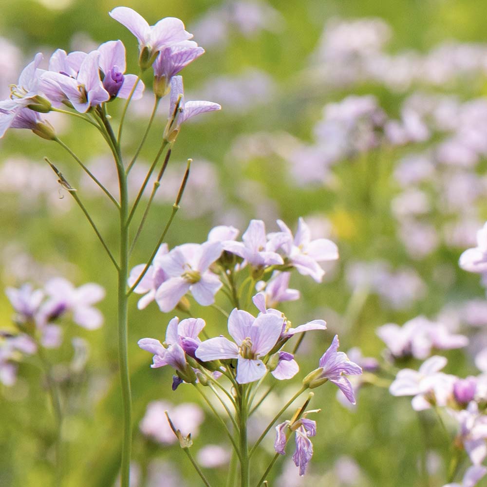 Pinksterbloem (biologisch)