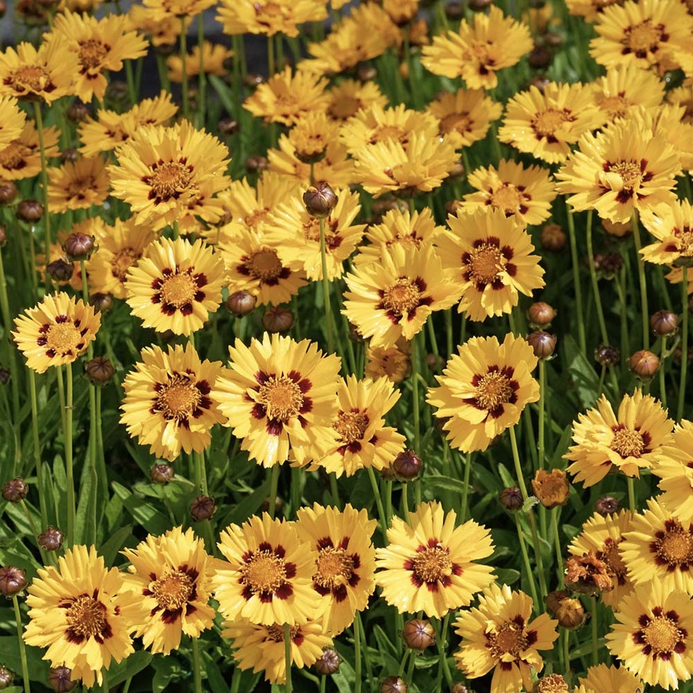 Meisjesogen Sonnenkind (biologisch)