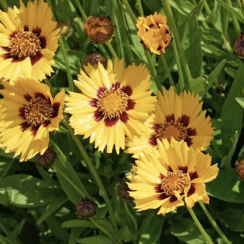 Meisjesogen Sonnenkind (biologisch)