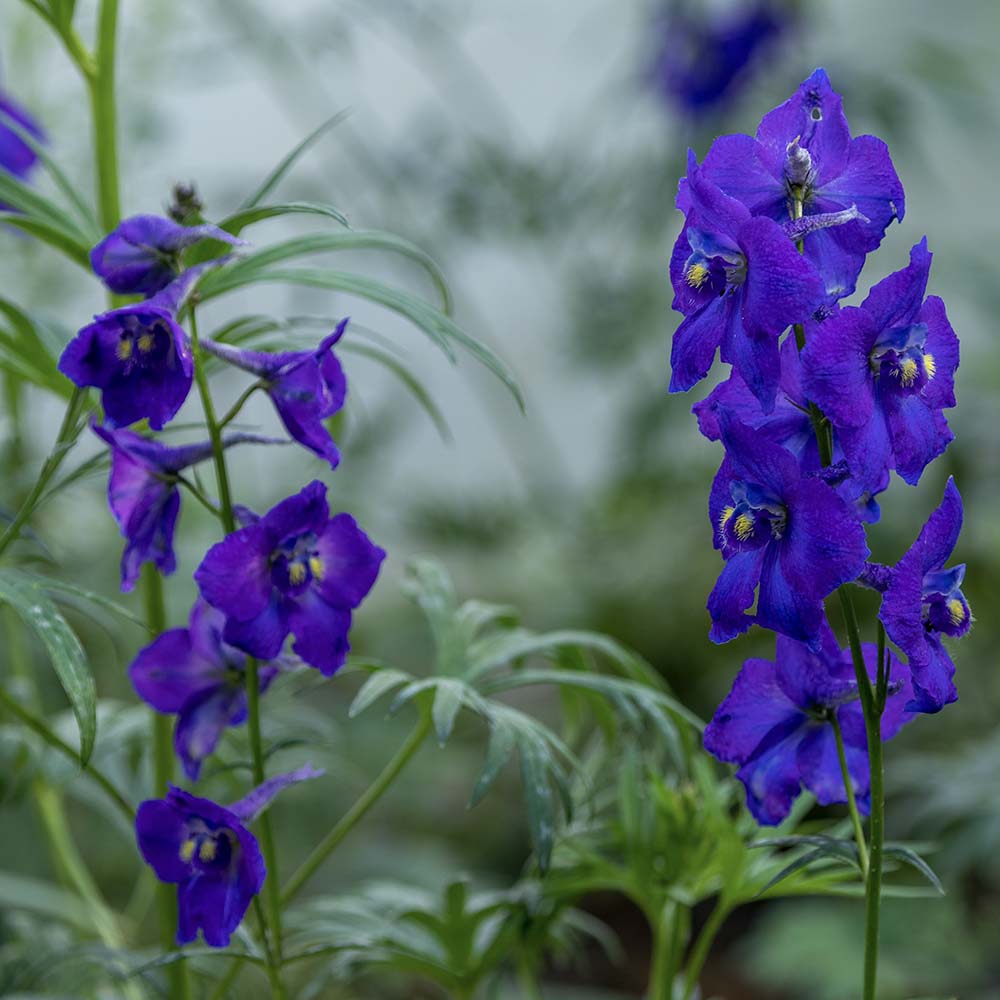 Ridderspoor Atlantis (biologisch)