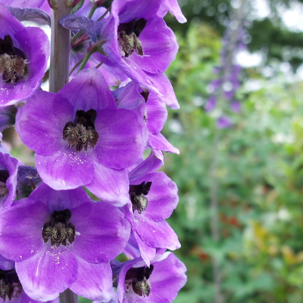 Ridderspoor Pacific Giant (biologisch)