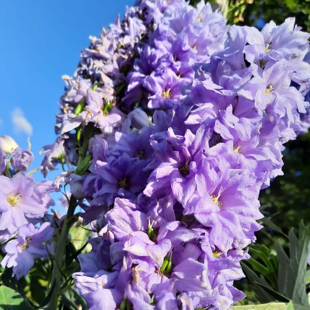 Ridderspoor Pacific Giant (biologisch)