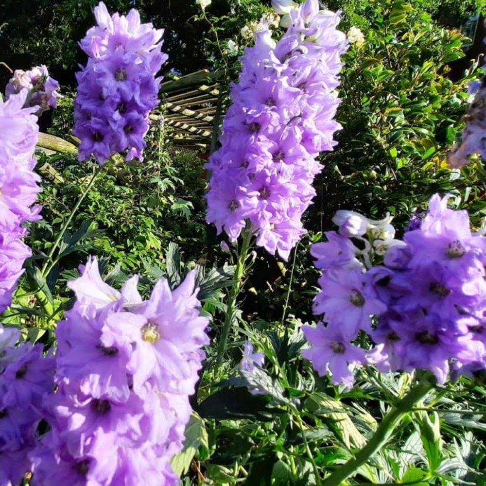 Ridderspoor Pacific Giant (biologisch)