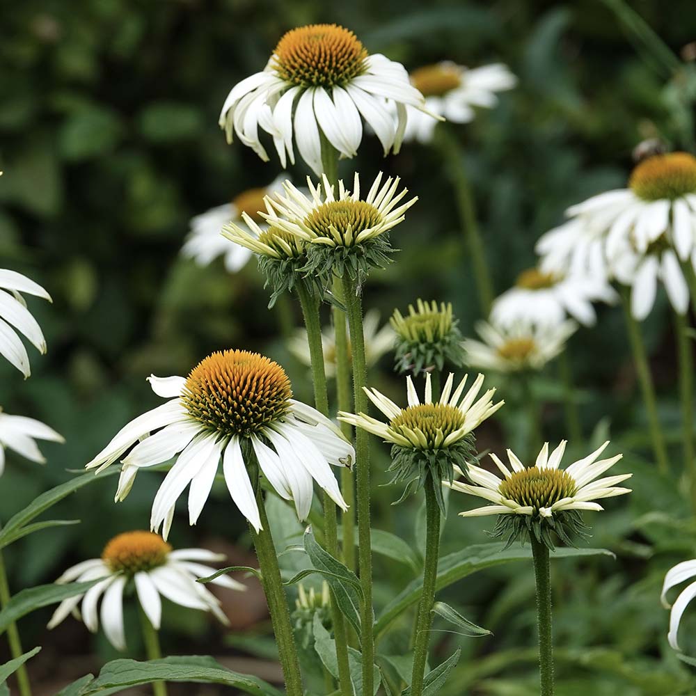 Zonnehoed Alba (biologisch)