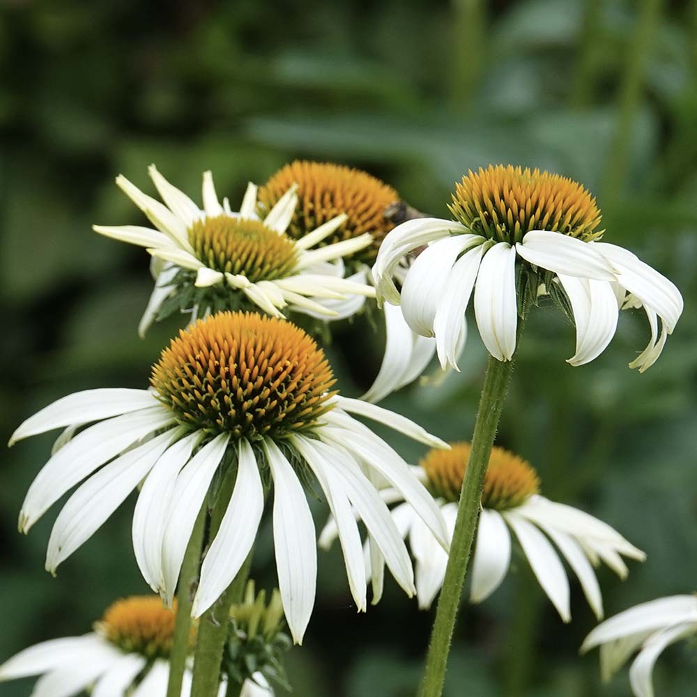 Zonnehoed Alba (biologisch)