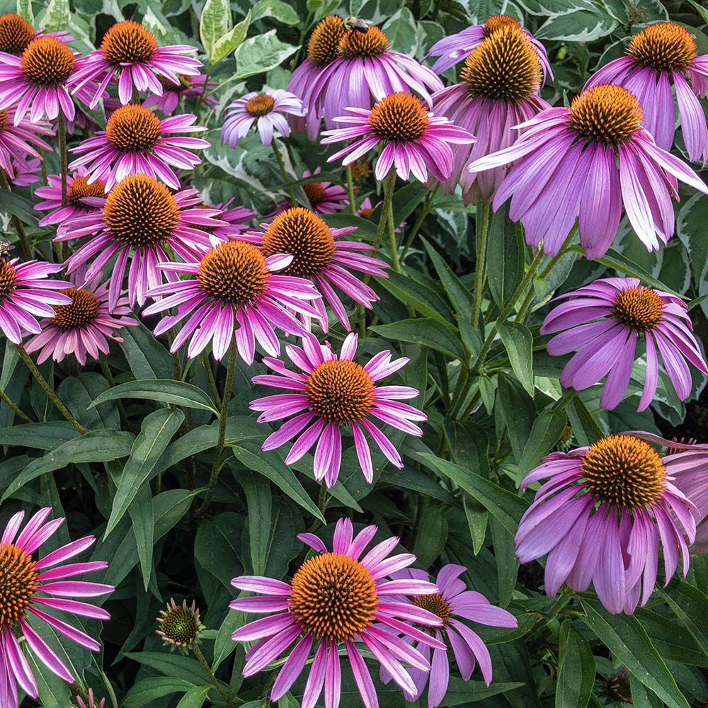 Zonnehoed purpurea Magnus (biologisch)