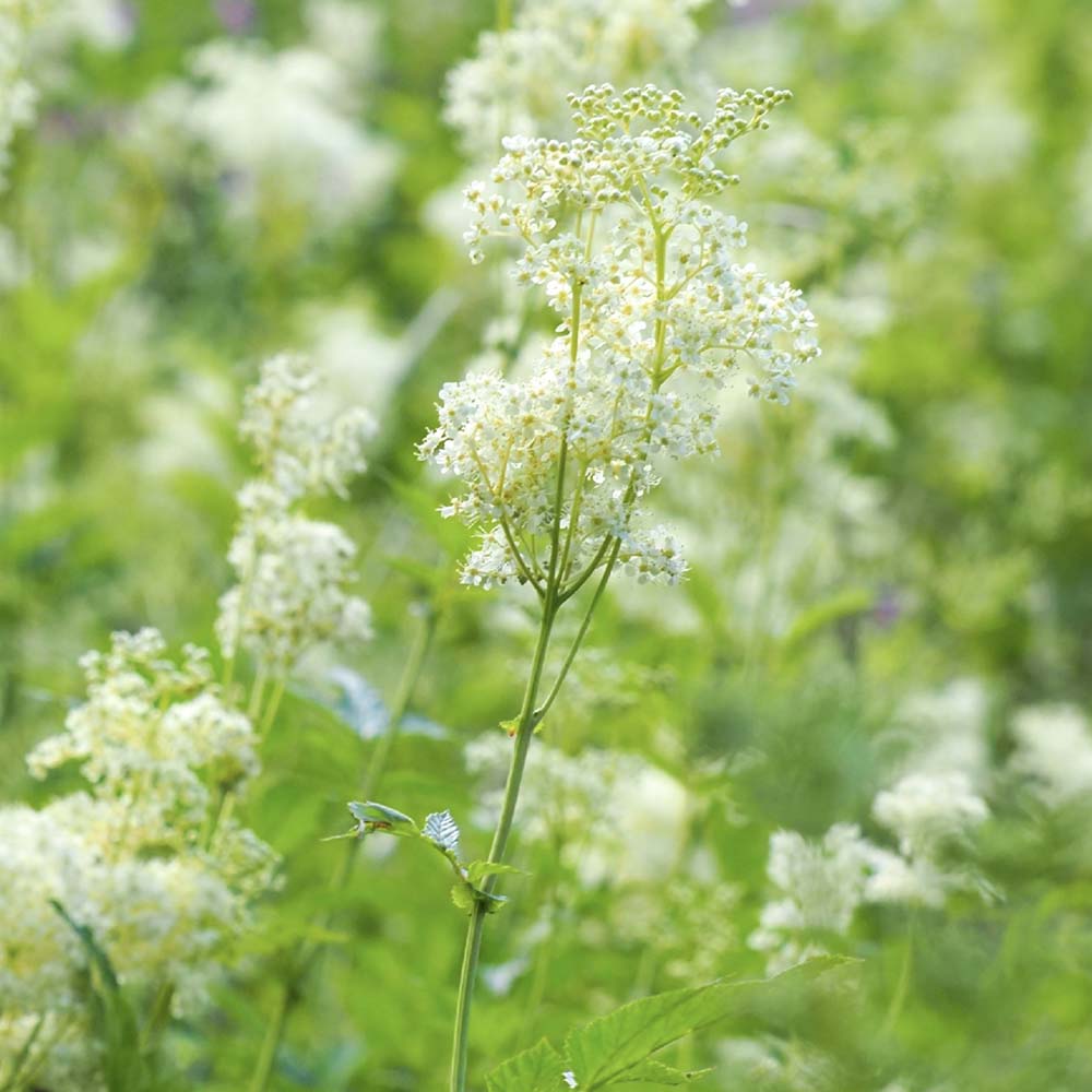 Knolspirea (biologisch)