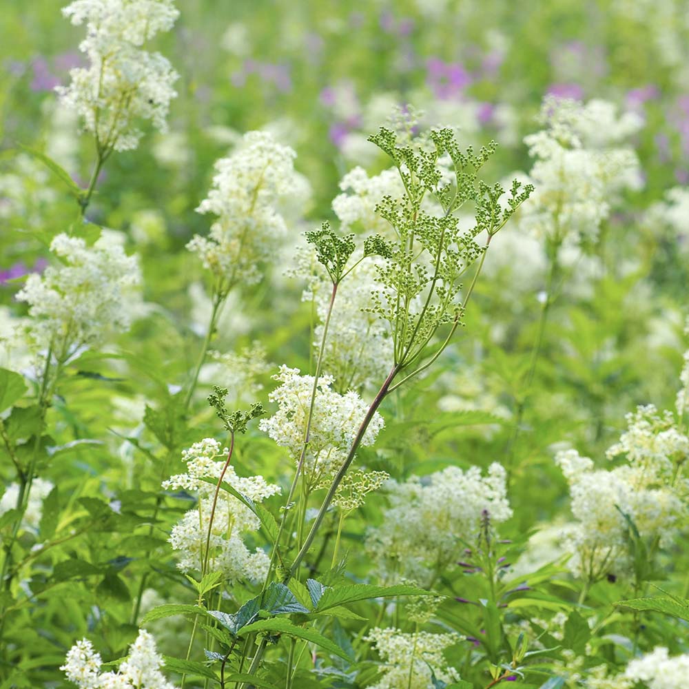 Knolspirea (biologisch)