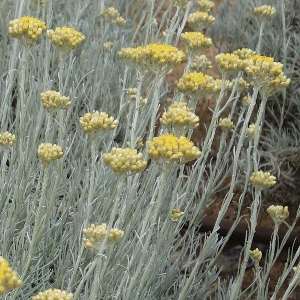 Kerrieplant (biologisch)