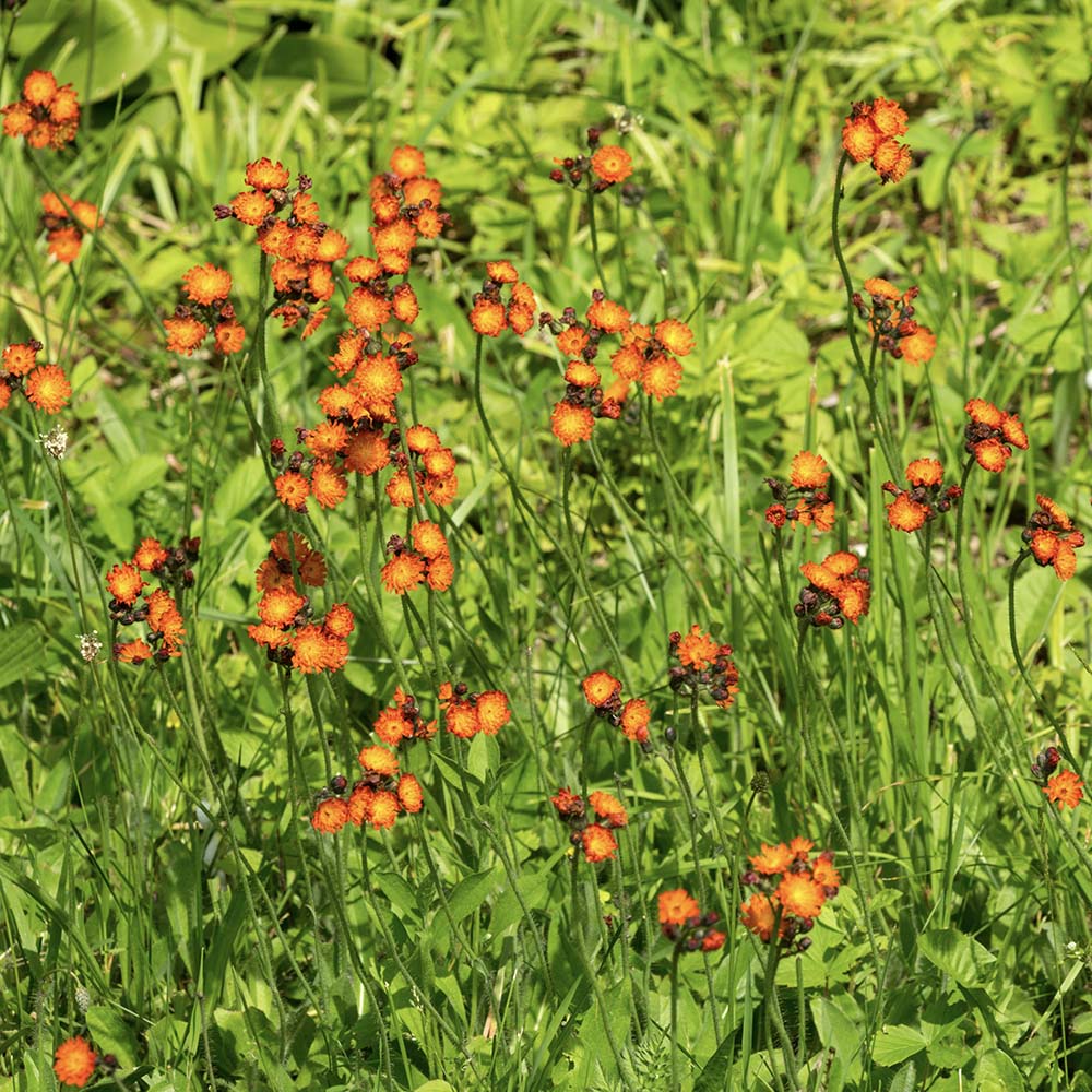 Oranje Havikskruid (biologisch)