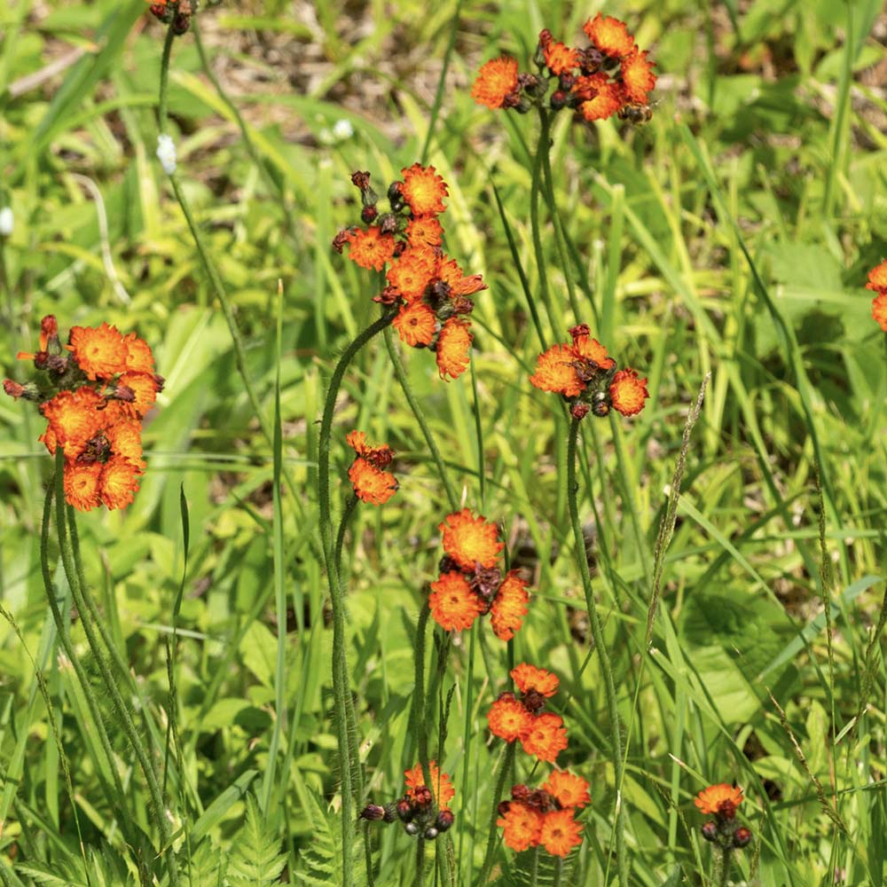 Oranje Havikskruid (biologisch)