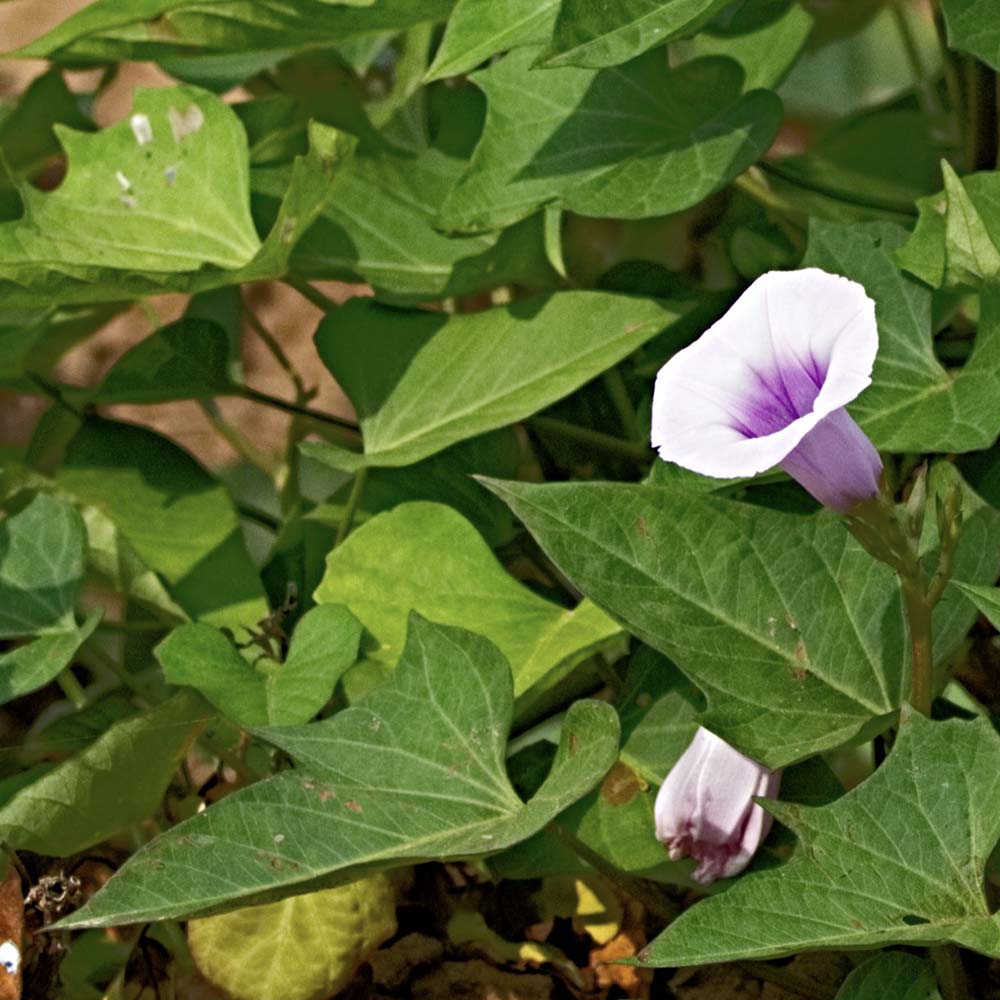 Zoete aardappel (biologisch)