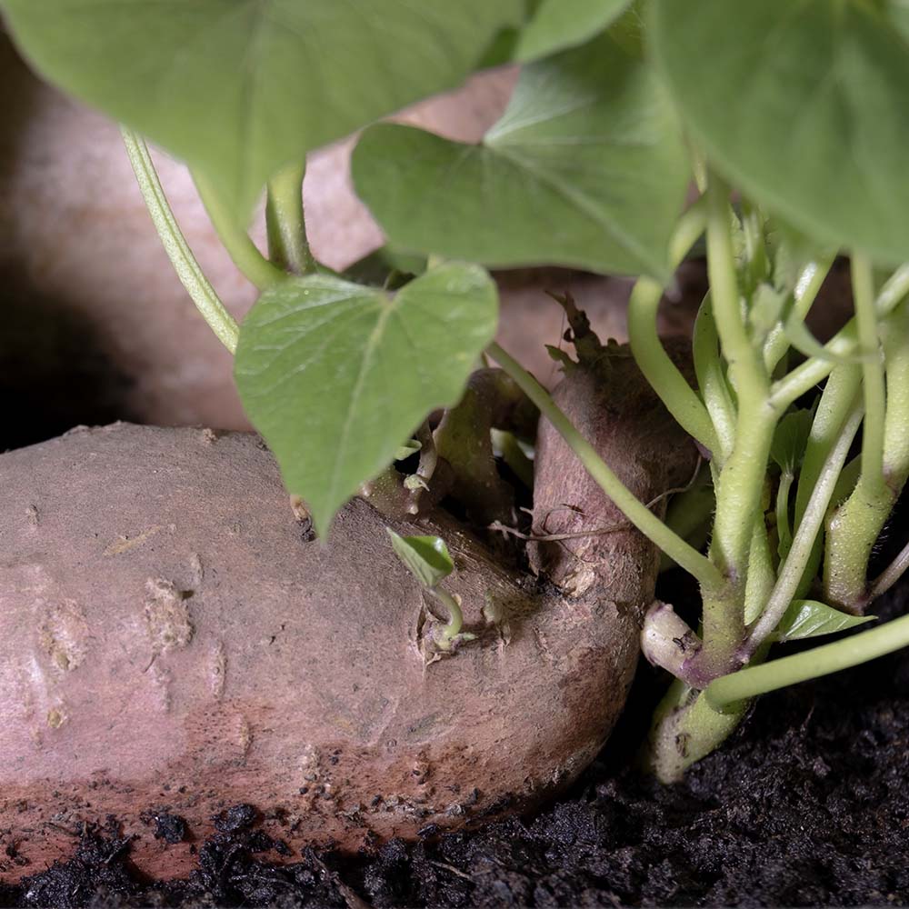 Zoete aardappel (biologisch)