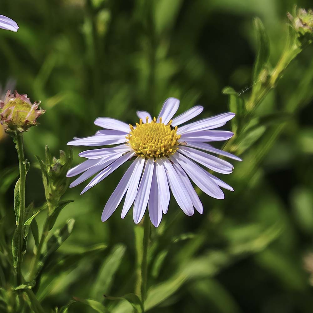 Zomeraster Blue Star (biologisch)