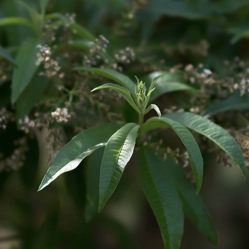 Citroenverbena (biologisch)