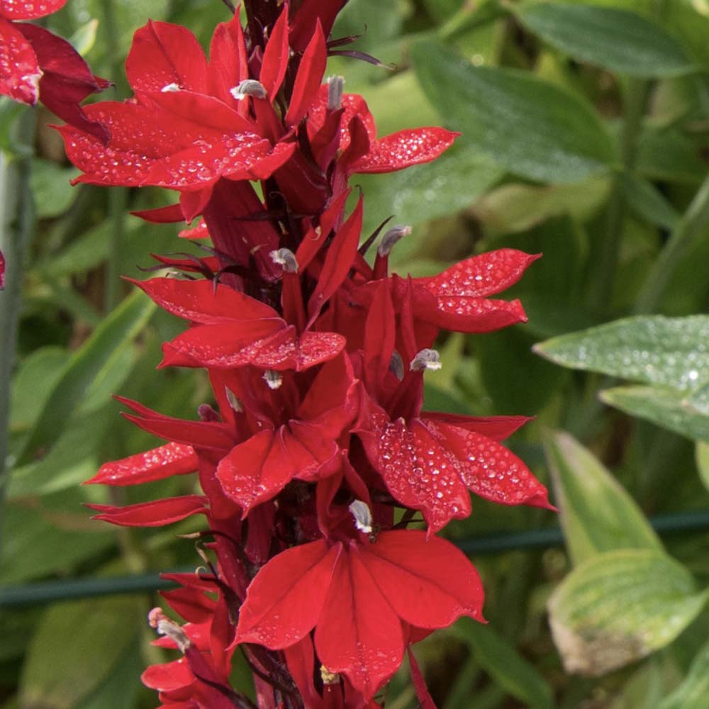 Kardinaalsbloem Queen Victoria (biologisch)