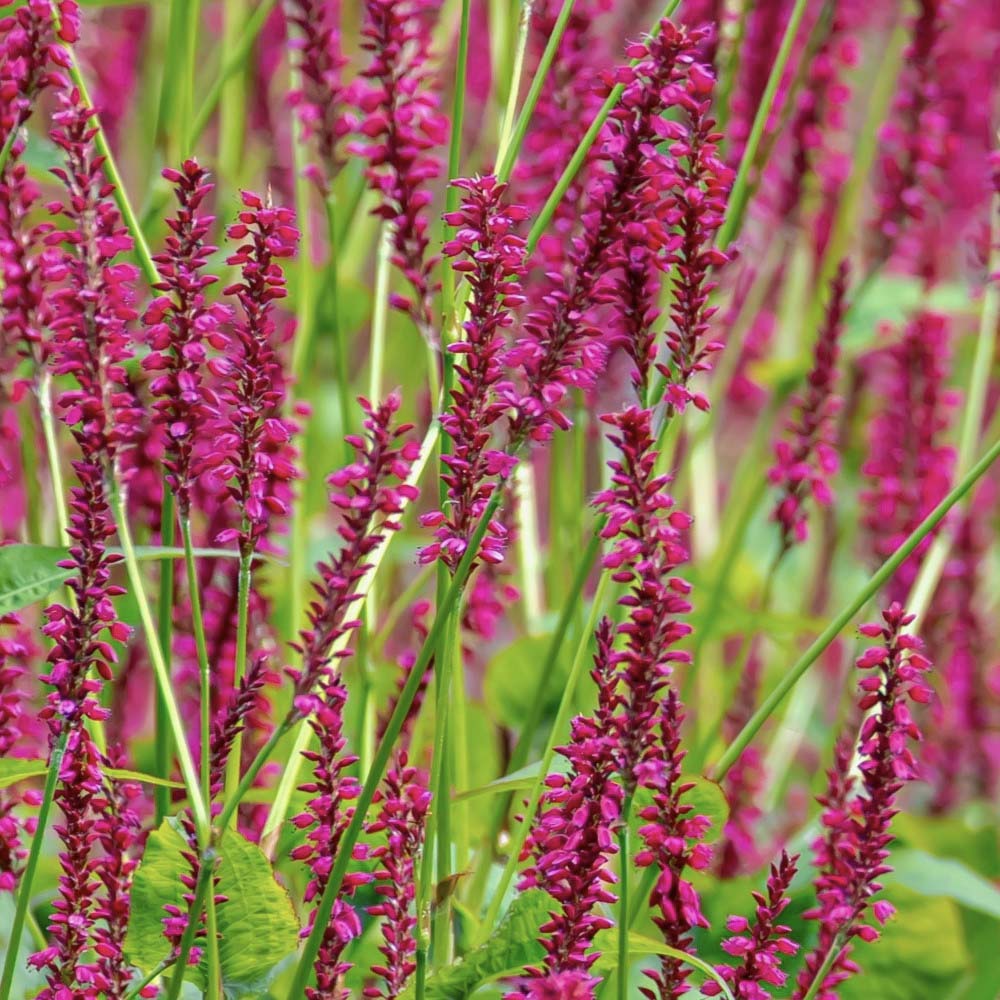 Duizendknoop JS Calor (biologisch)