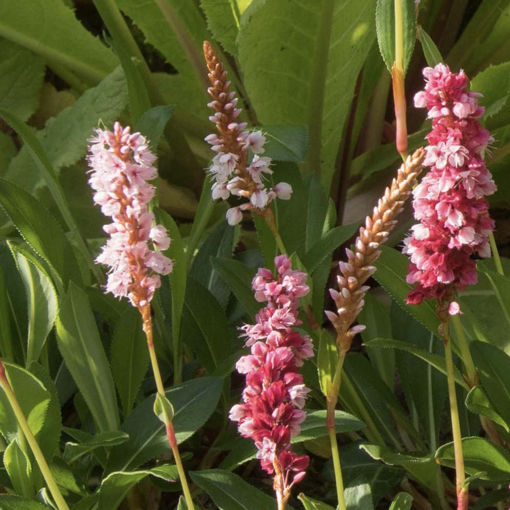 Duizendknoop affinis Superba (biologisch)