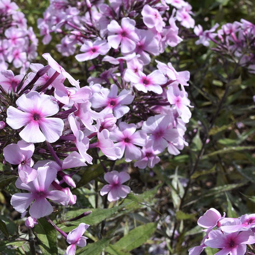 Vlambloem Charlotte (biologisch)