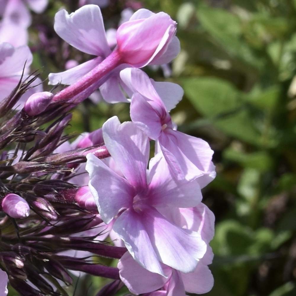 Vlambloem Charlotte (biologisch)