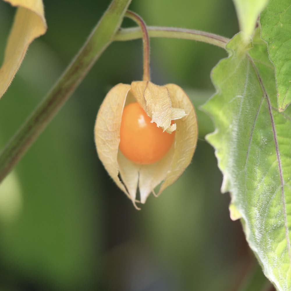Goudbes (biologisch)