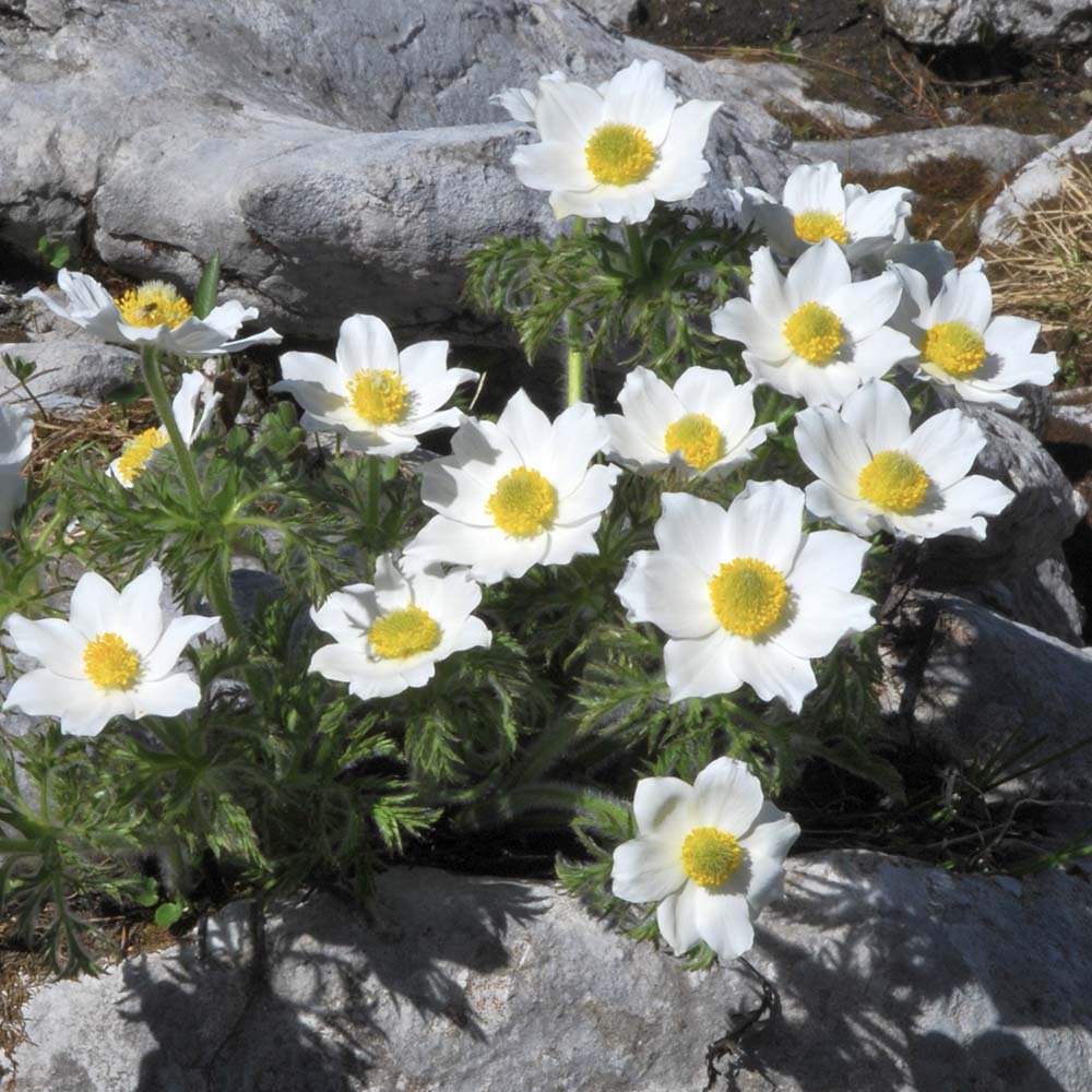 Wildemanskruid Alba (biologisch)