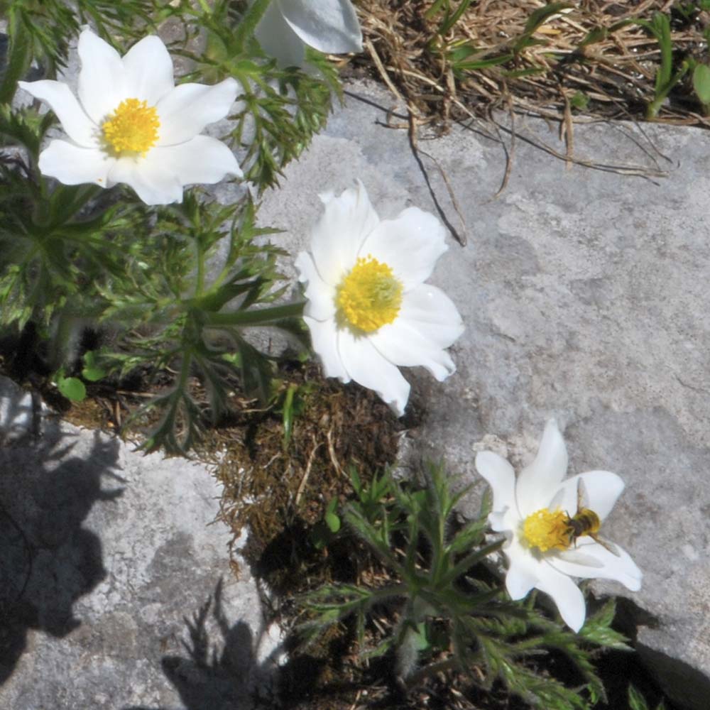 Wildemanskruid Alba (biologisch)