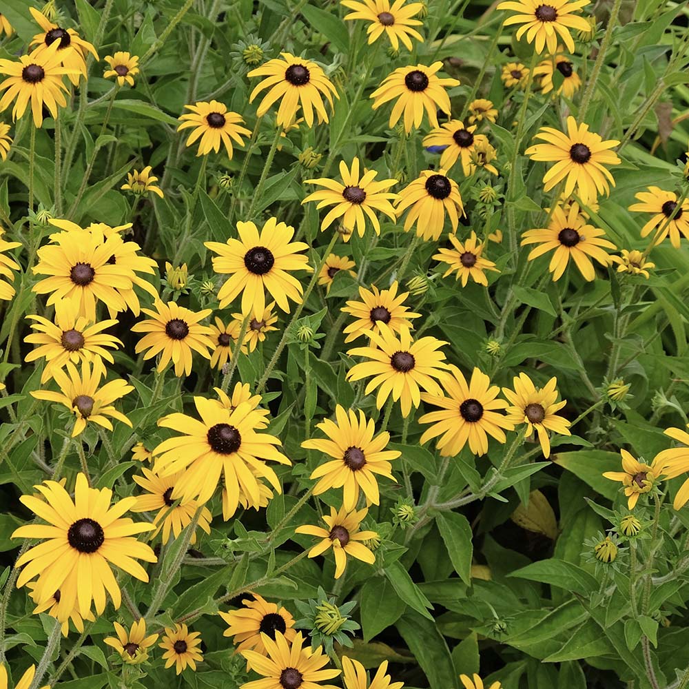 Zonnehoed Goldsturm (biologisch)