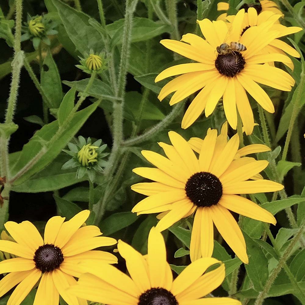 Zonnehoed Goldsturm (biologisch)