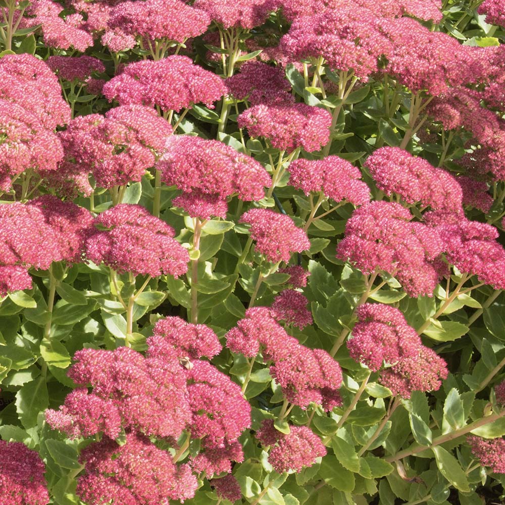 Vetkruid Herbstfreude (biologisch)