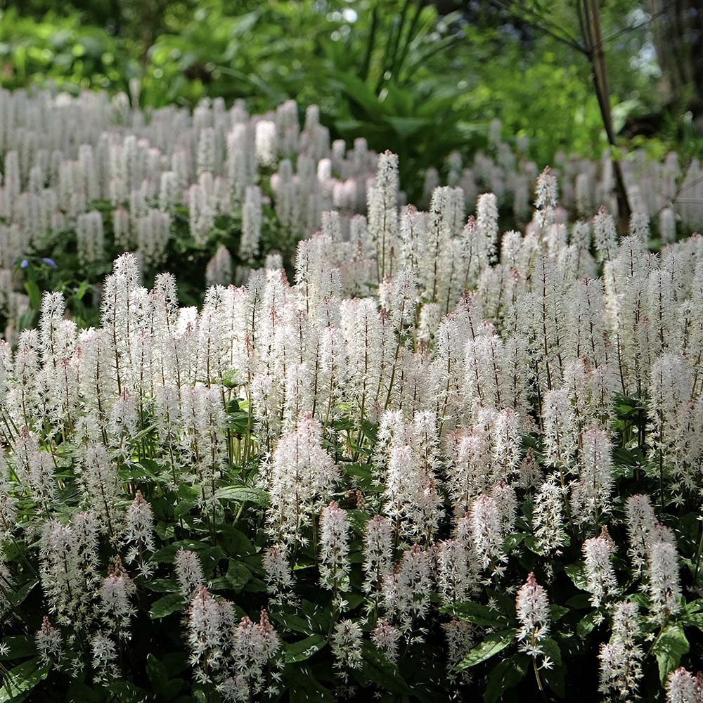 Schuimbloem Spring Symphony (biologisch)