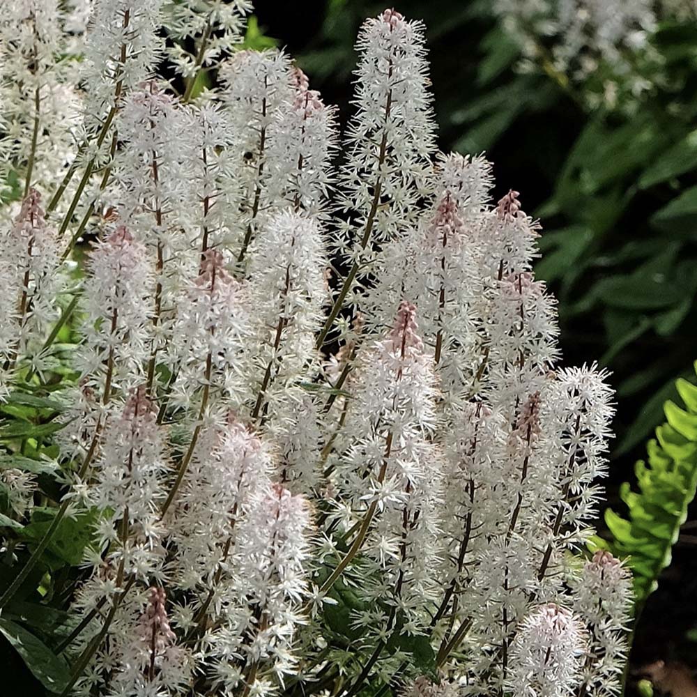 Schuimbloem Spring Symphony (biologisch)