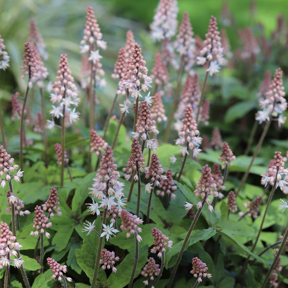 Schuimbloem cordifolia (biologisch)