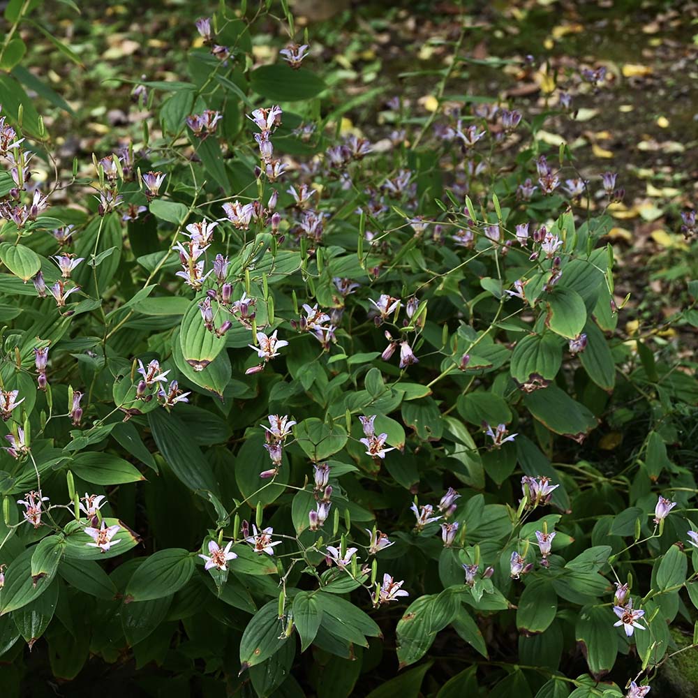 Armeluisorchidee (biologisch)