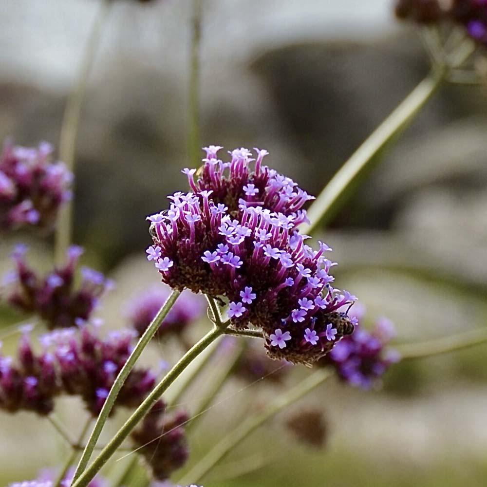 IJzerhard Lollipop (biologisch)