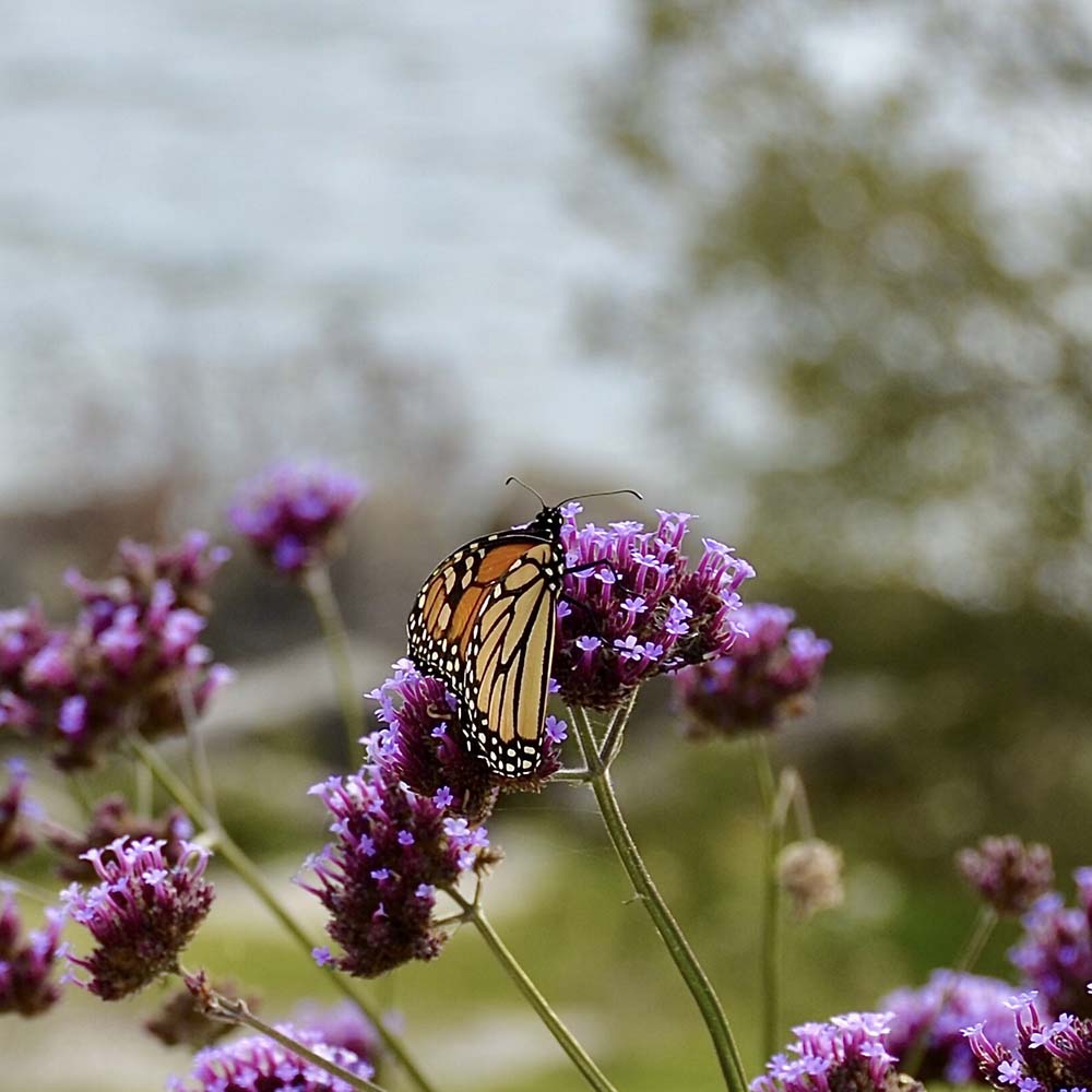 IJzerhard Lollipop (biologisch)