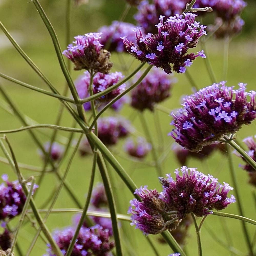IJzerhard Lollipop (biologisch)