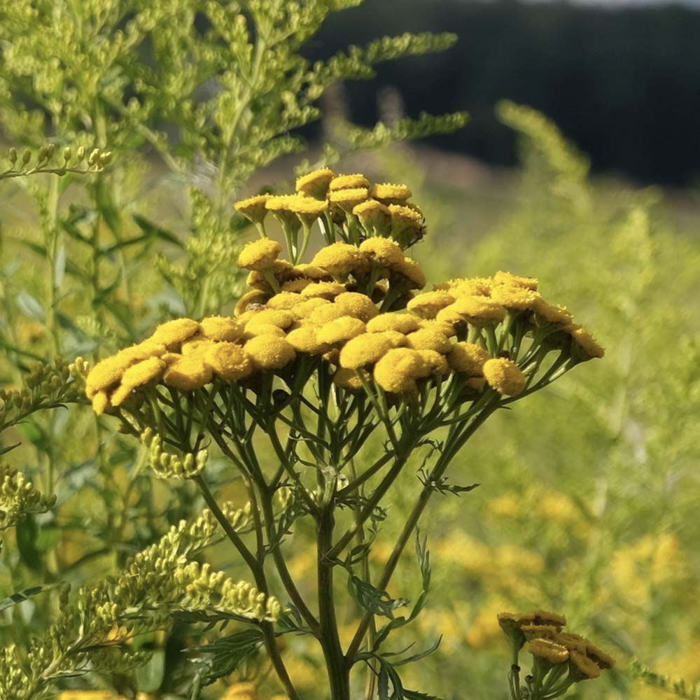 Boerenwormkruid (biologisch)