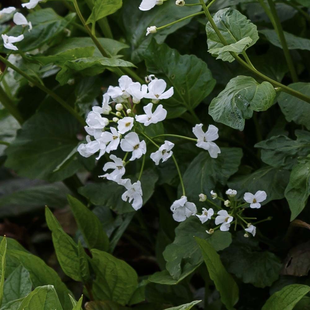 Look-zonder-look (biologisch)
