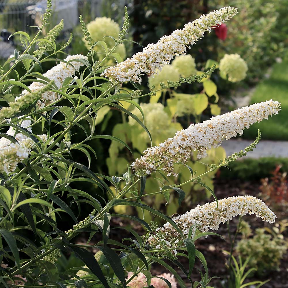 Vlinderstruik White Profusion (biologisch)
