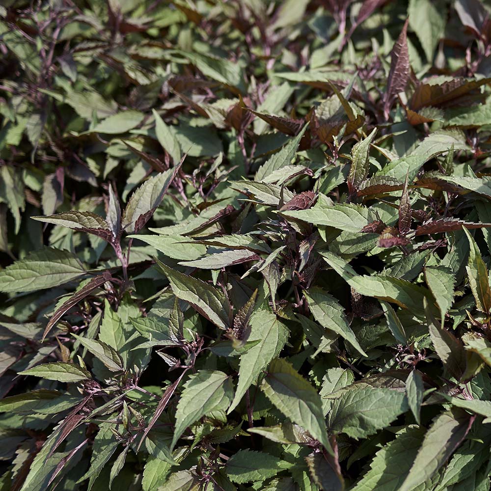 Koninginnekruid  Chocolate (biologisch)